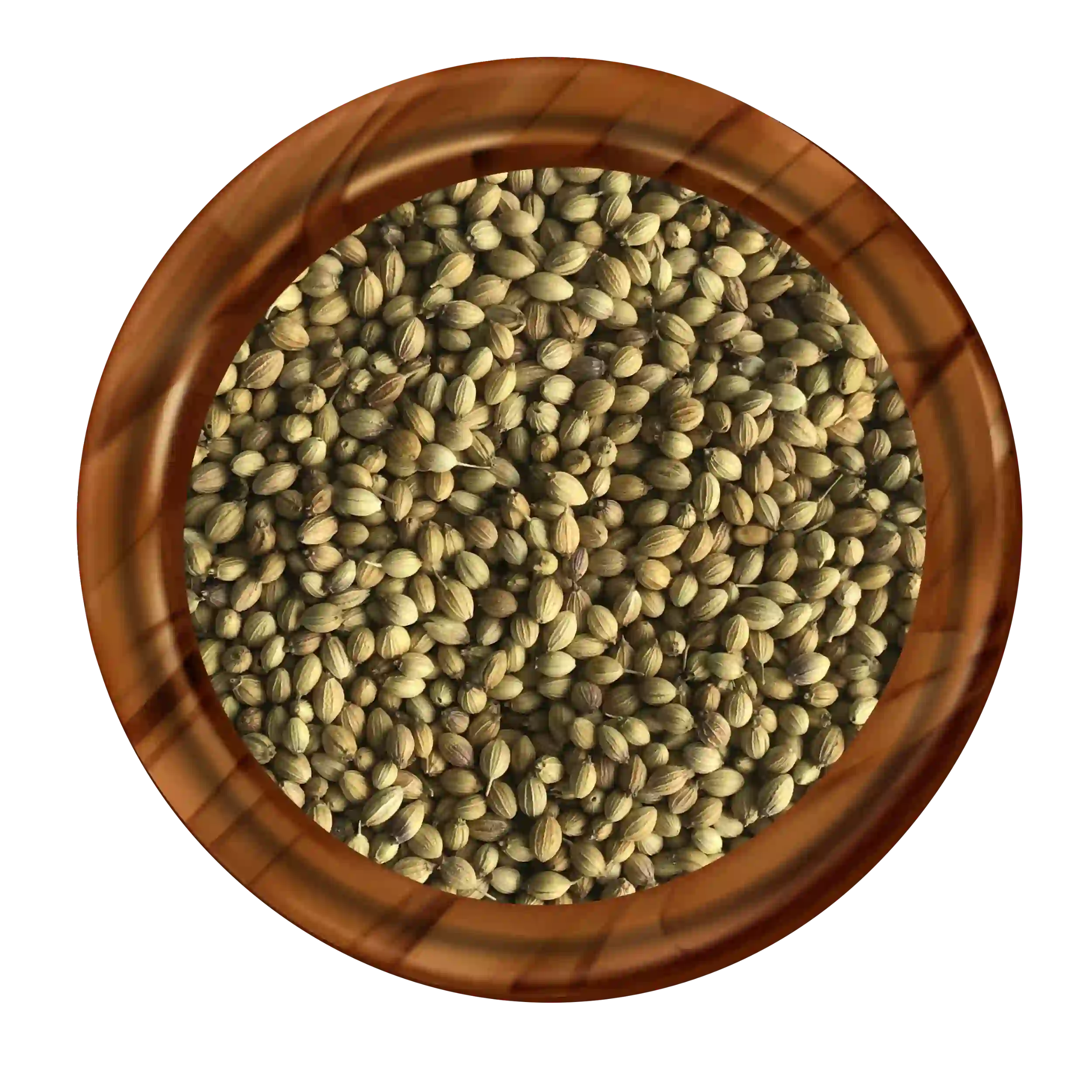 SIngle Parot Coriander