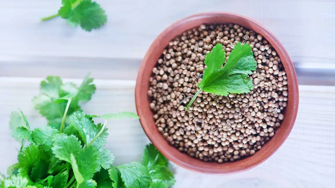 coriander seeds banner