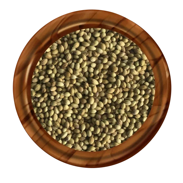 SIngle Parot Coriander